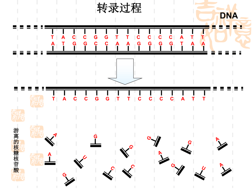 苏教版高中生物必修2第2章第三节《基因控制蛋白质的合成》微课教学课件(共37张PPT)