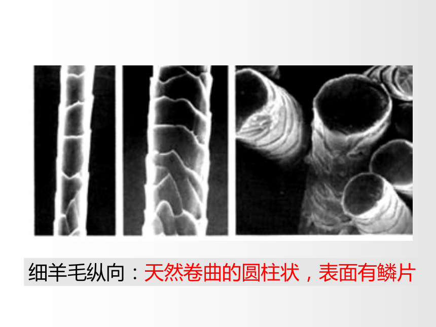 2.2毛和丝 课件(共61张PPT)-《服装材料》同步教学（中国纺织出版社）