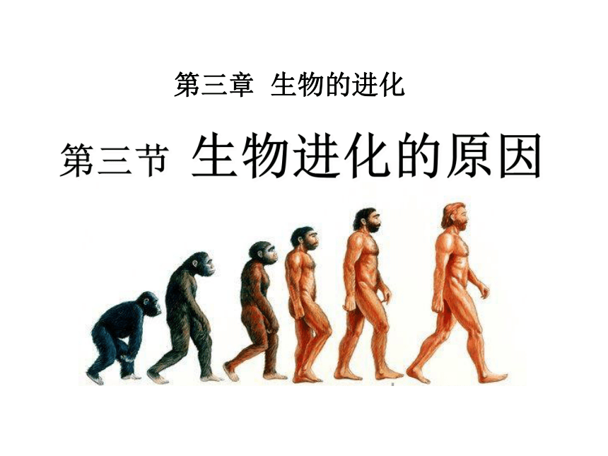 7.3.3 生物进化的原因-2023-2024学年八年级下册生物同步备课精制课件（人教版）(共39张PPT)