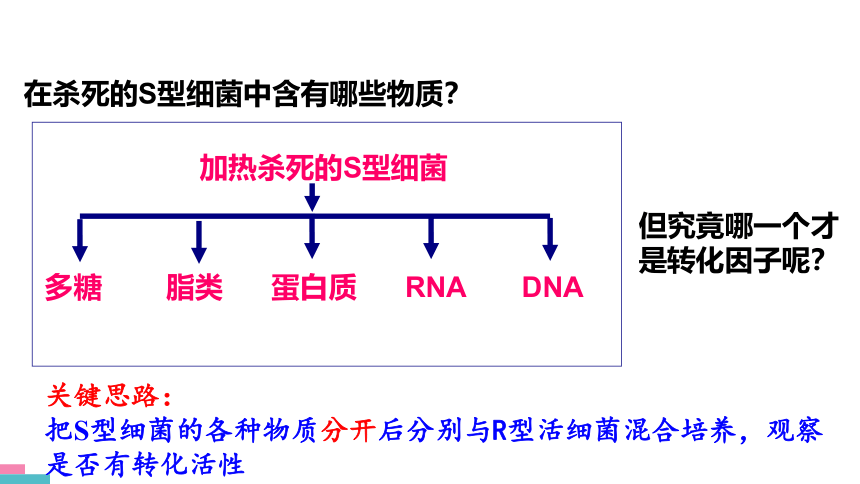 3.1DNA是主要的遗传物质课件2021-2022学年高一下学期生物人教版必修2(共37张PPT)