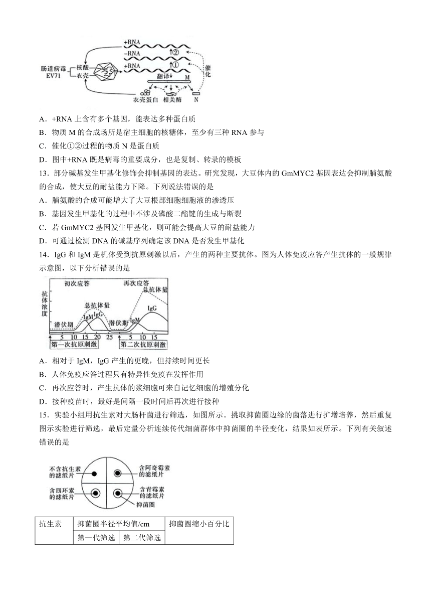 2024届广西南宁市高三下学期二模测试生物学试题（文字版含答案含选择题解析）