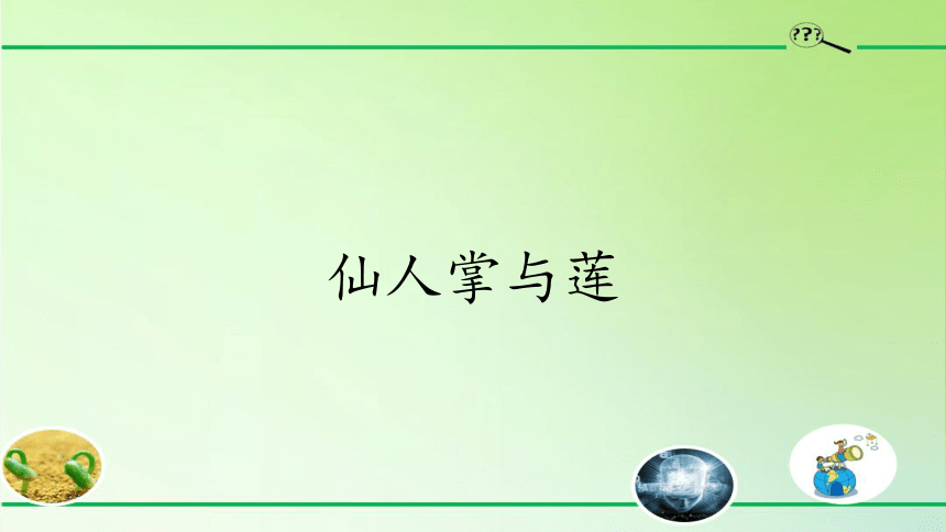 冀人版（2017秋）科学三年级下册  6 仙人掌与莲(课件17ppt)