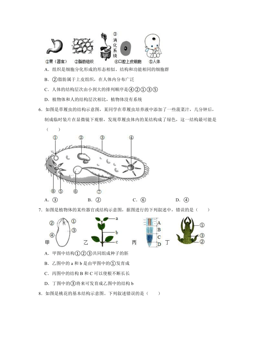 安徽省淮北市濉溪县孙疃中心学校2022-2023学年七年级上学期期末生物试卷（含解析）