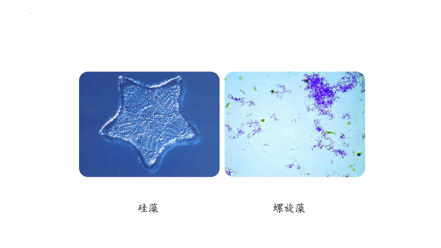 2.2.4 单细胞生物 课件 (共23张PPT)2022--2023学年人教版生物七年级上册