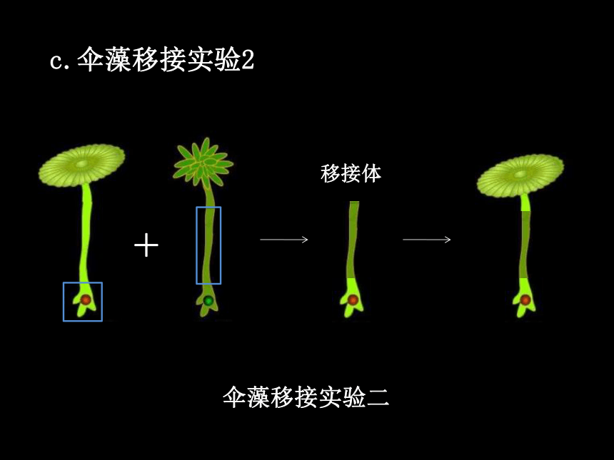 _8.22.1DNA是主要的遗传物质 课件2020-2021学年苏教版八年级下册生物（31张ppt）