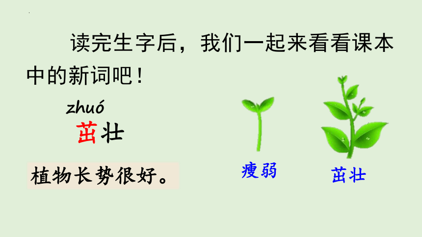 4邓小平爷爷植树（课件）(共22张PPT)