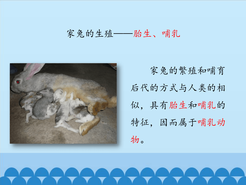 冀教版生物七年级上册1.4.9 哺乳类课件(共34张PPT)