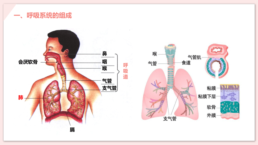第一节 呼吸道对空气的处理 课件（20张PPT）
