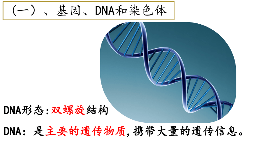 7.2.2基因在亲子代间的传递课件(共42张PPT)2021-2022学年人教版生物八年级下册