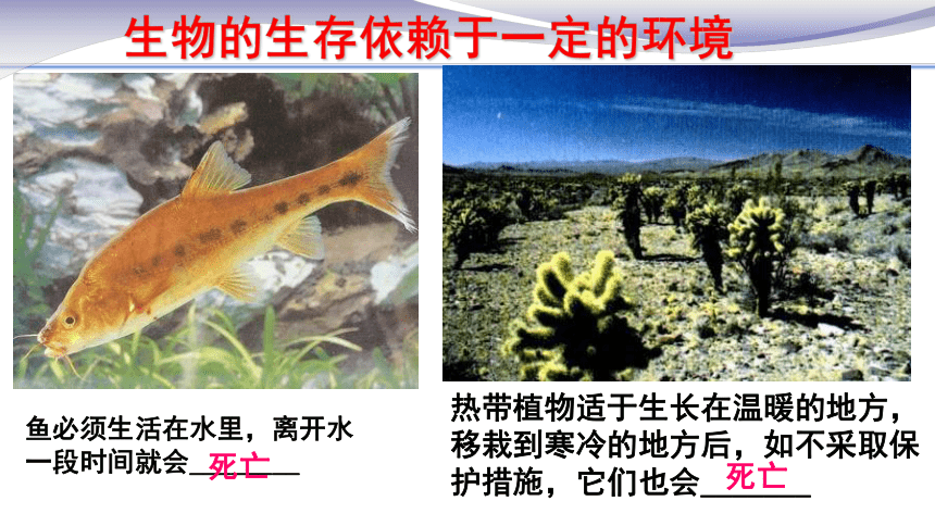 1.2.1生物与环境的关系课件（34张PPT）