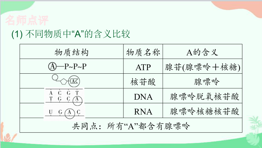 高中生物人教版(2019)必修1 5.2 细胞的能量“货币”ATP 课件（66张ppt）