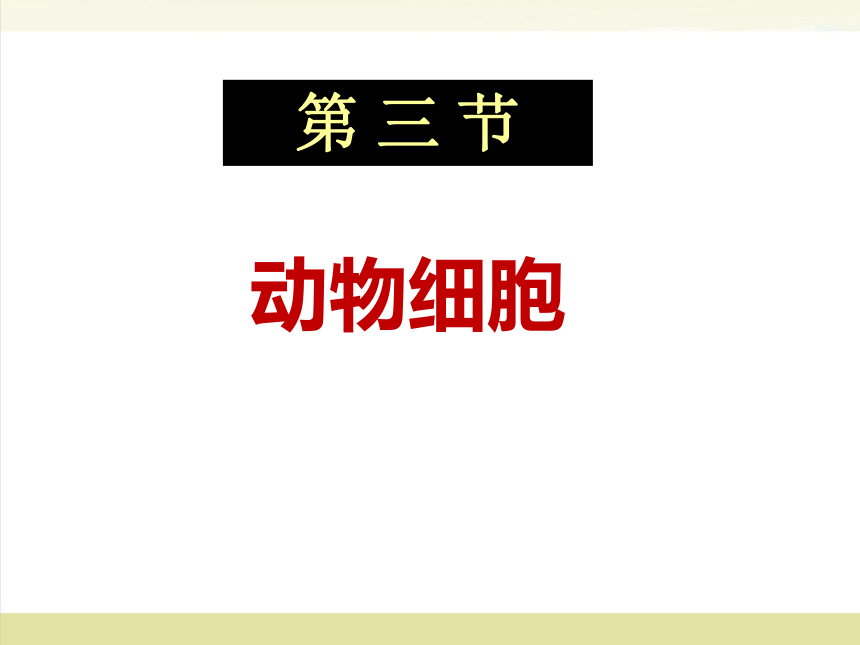 2.1.3 动物细胞(共16张PPT)人教版七年级上册初中生物