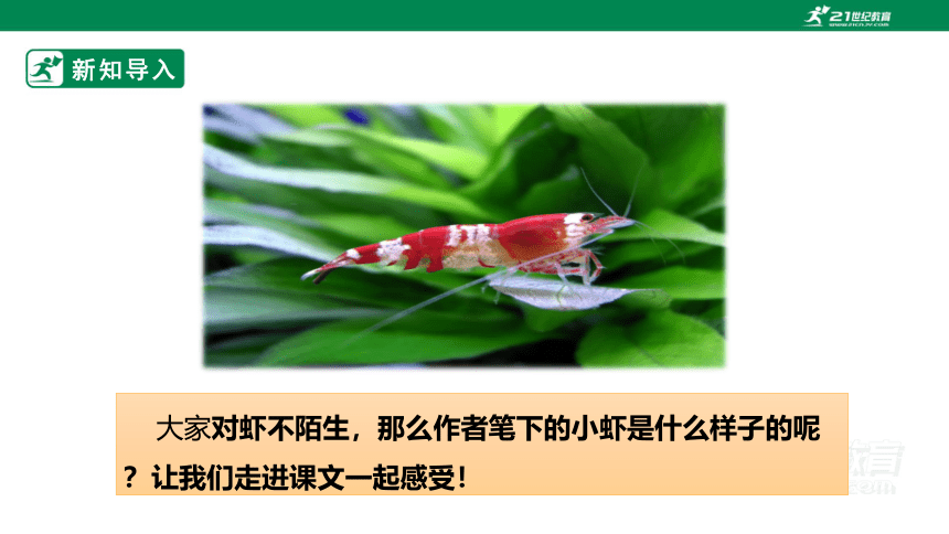 【新课标】15 小虾 课件