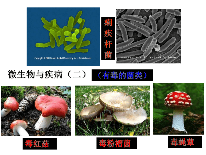 北师大版八年级上册 18.2微生物与人类的关系课件(共21张PPT)