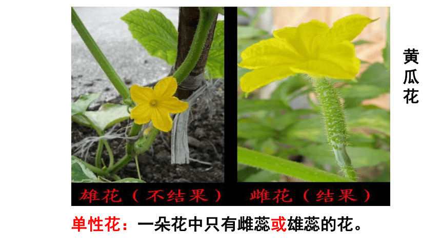 人教版高一生物必修二1.1孟德尔的豌豆杂交实验（一）课件（47张PPT）