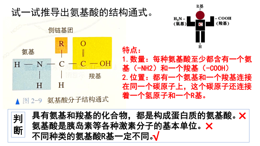 2021-2022学年高一上学期生物人教版必修一2.4蛋白质是生命活动的主要承担者 课件（共24张PPT）