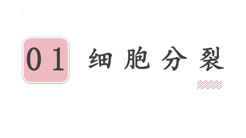 3.3细胞分裂与分化课件（共34张PPT）2022-2023学年苏教版生物七年级上册