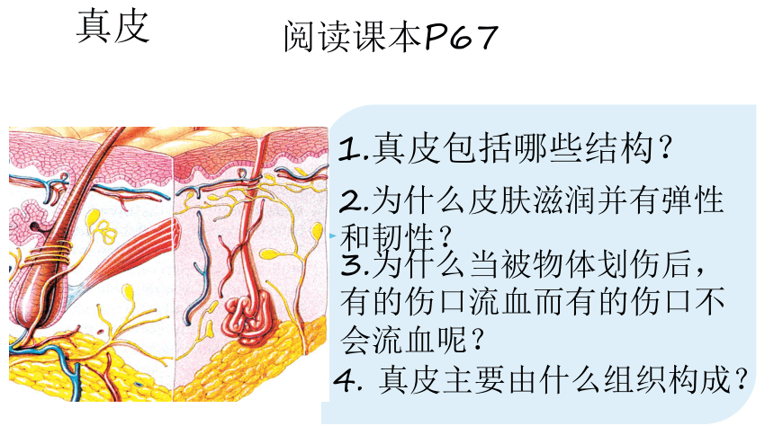 4.11.3皮肤与汗液分泌课件(共25张PPT)2022-2023学年北师大版生物七年级下册