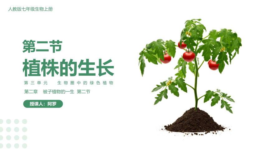 3.2.2 植株的生长课件（共35张PPT）七年级生物上册（人教版）