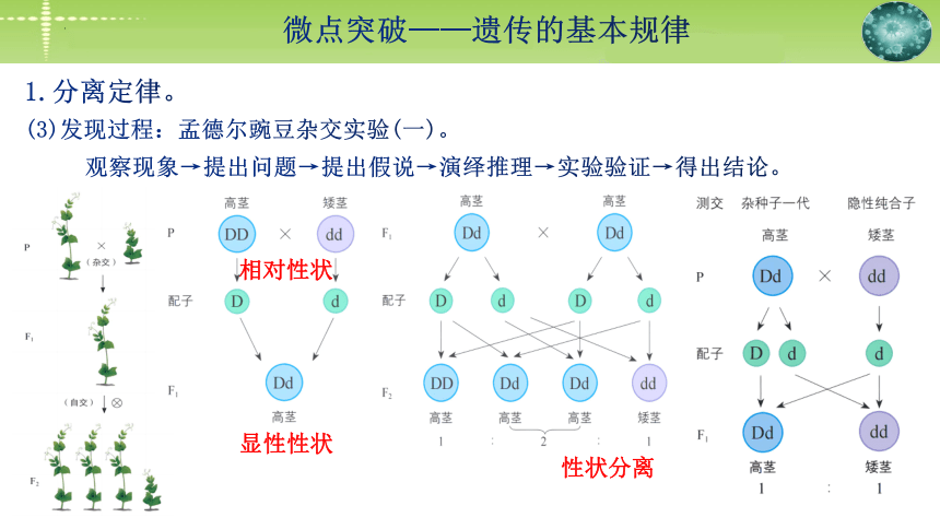 2024届高三生物二轮复习：微点突破 遗传的基本规律(共35张PPT)课件