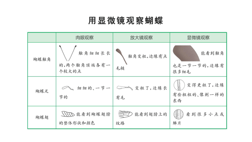 教科版（2017秋）六年级上册科学1.3 观察身边微小的物体 （课件17张ppt）