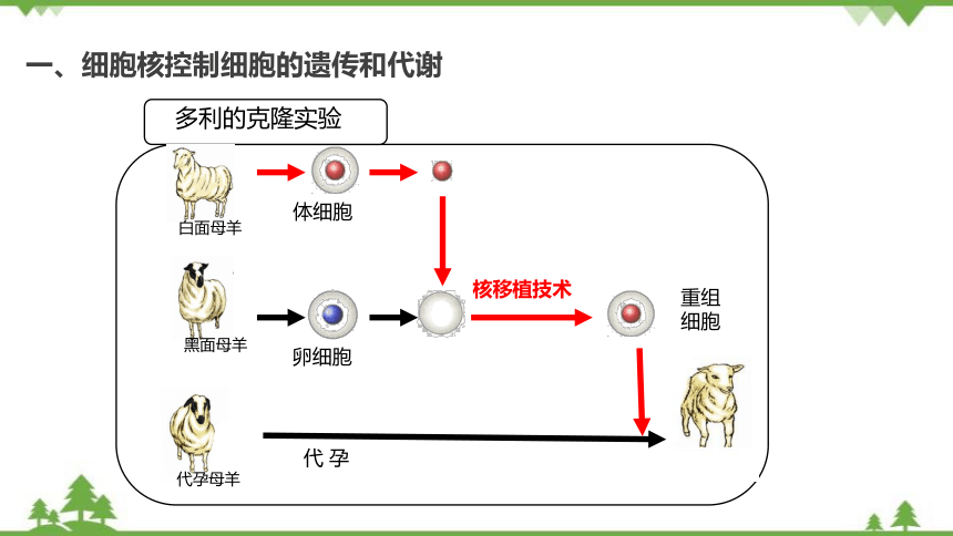 高中生物浙科版（2019）必修一2.4细胞核是细胞生命活动的控制中心课件（2）(共18张PPT)