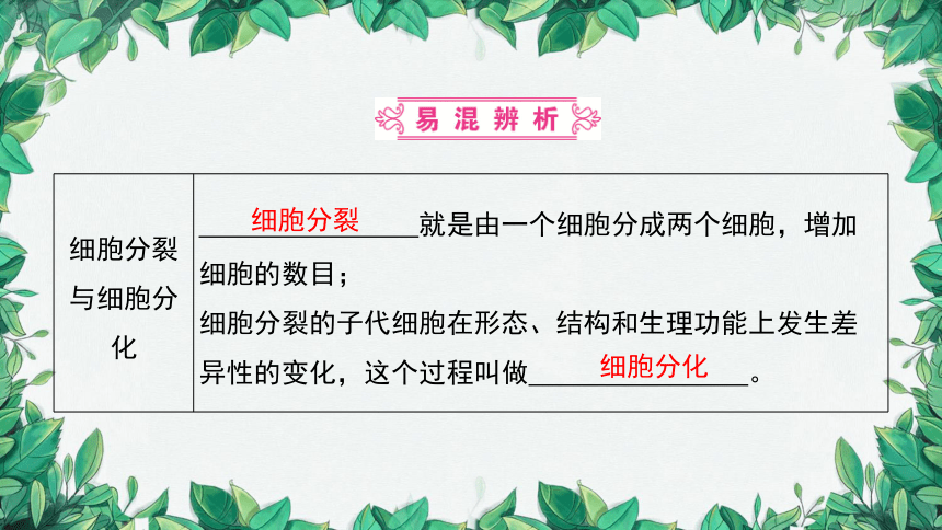 2023年中考生物复习 课题二 细胞的分裂、生长、分化课件(共26张PPT)