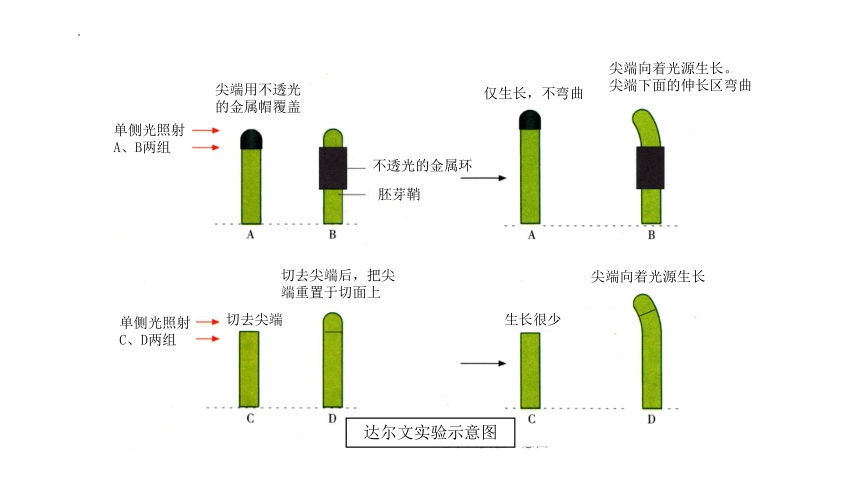 4.1+植物生长素（课件）-2022-2023学年高二生物同步精品课堂（苏教版2019选择性必修1）(共38张PPT)