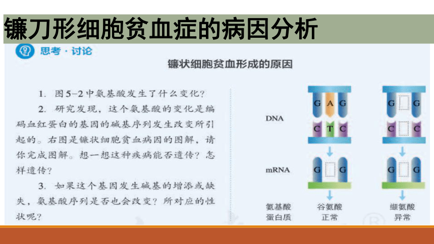 【新教材】人教版（2019）高中生物必修二5.1 基因突变和基因重组 课件（33张ppt）