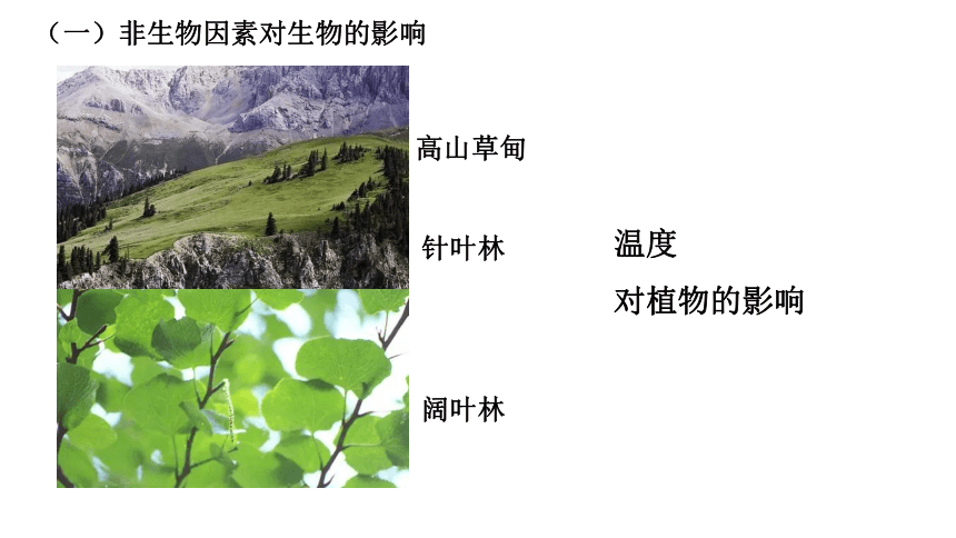 初中生物人教版七年级上册1.2.1生物与环境的关系（第一课时）课件(共22张PPT)