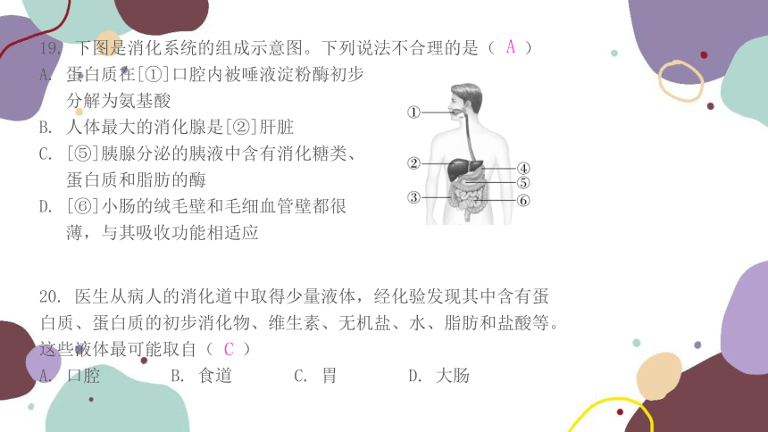 人教版生物七年级下册 阶段达标卷（一）习题课件(共22张PPT)