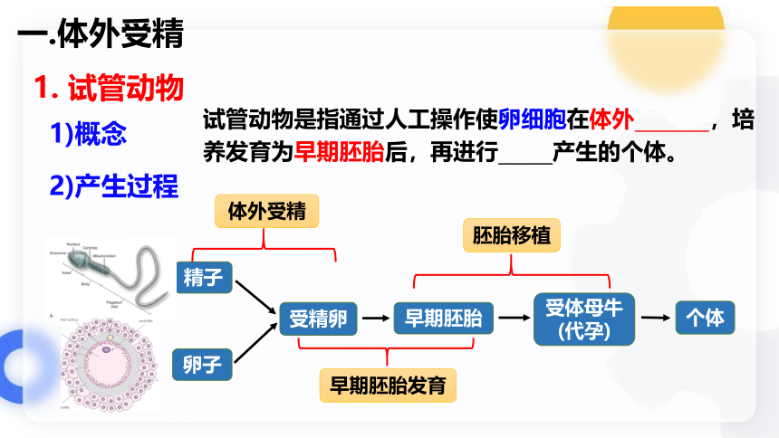 2.3胚胎工程（第2课时）(共29张PPT)课件-人教版2019选择性必修3