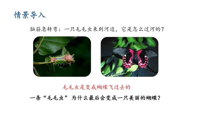 7.1.2昆虫的生殖和发育课件(共22张PPT) 人教版生物八年级下册