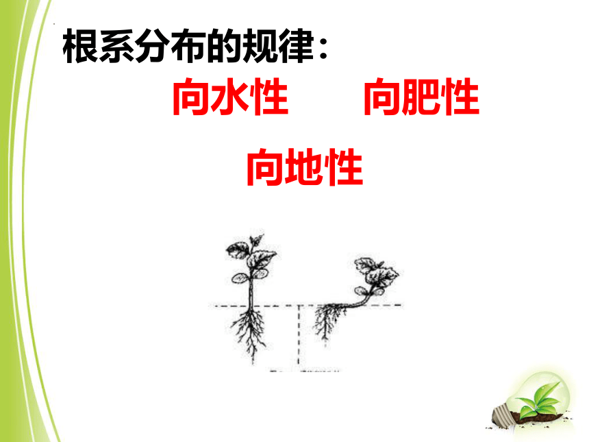 3.6.2 营养器官的生长课件（共35张ppt）2022--2023学年北师大版生物七年级上册