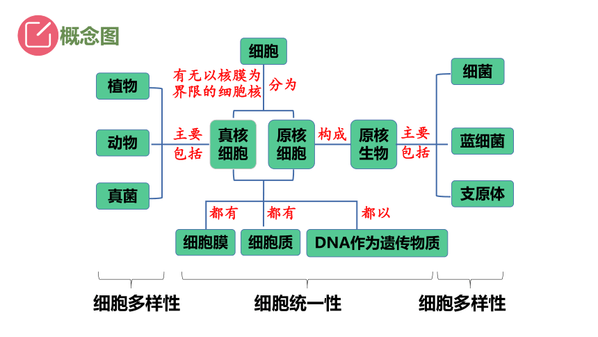 新人教必修1专题复习课件：04 细胞的多样性和统一性(共49张PPT)