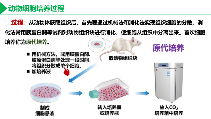 2.2 利用动物细胞工程改良动物细胞课件(共32张PPT)高二生物（沪科版2020选择性必修3）
