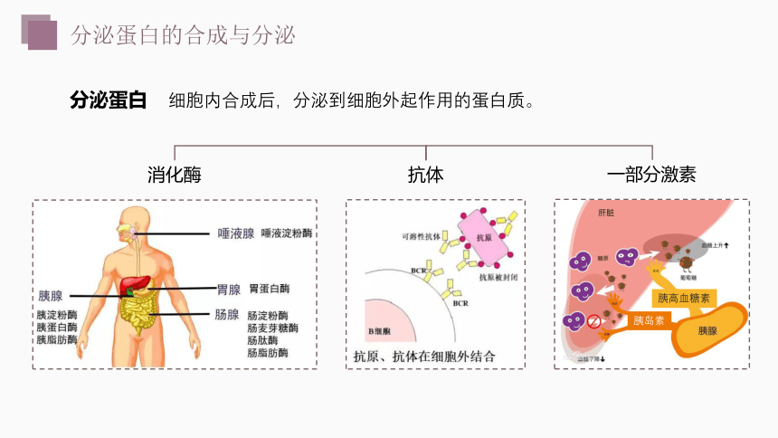 3.2细胞内具有许多独立结构课件（共35张PPT、含4份视频）高一生物学（沪科2019必修1）