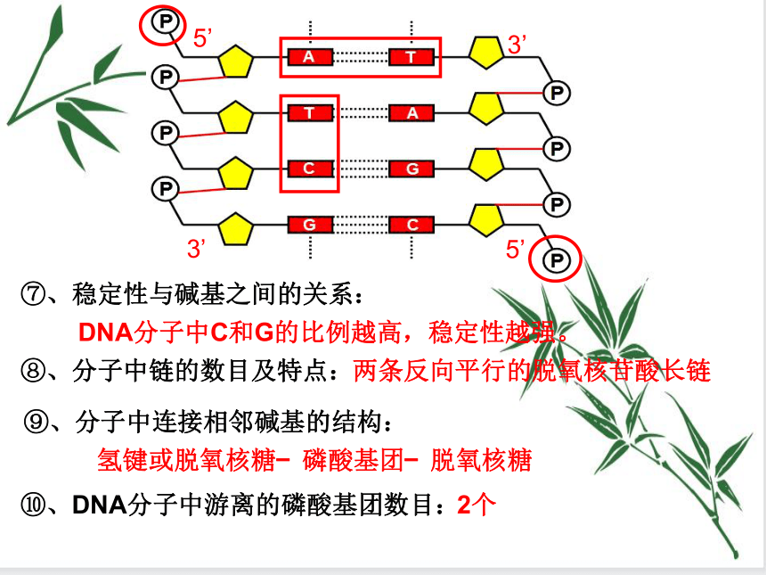 3.2 遗传信息编码在DNA分子上 课件（共32张PPT）