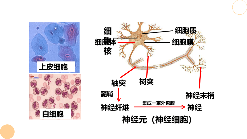 4.6.2 神经系统的组成 课件（共20张PPT）