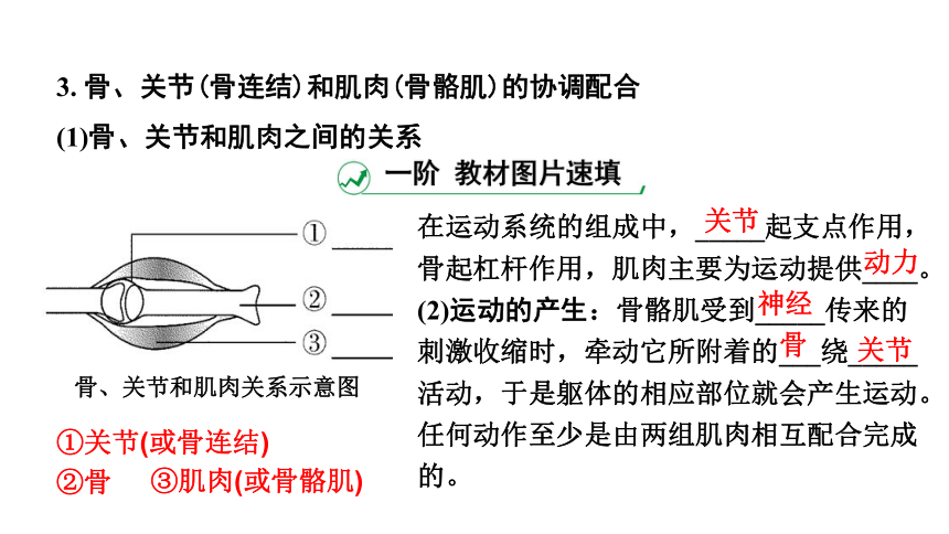 2024云南中考生物二轮中考考点研究  主题五 动物的运动和行为课件(共16张PPT)