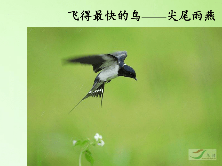 冀人版六年级科学上册课件1.3 鸟类动物的特征(共19张PPT)