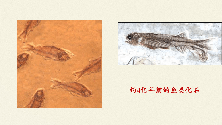 北师大版生物八年级下册 7.21.2 生物的进化 课件(共33张PPT)