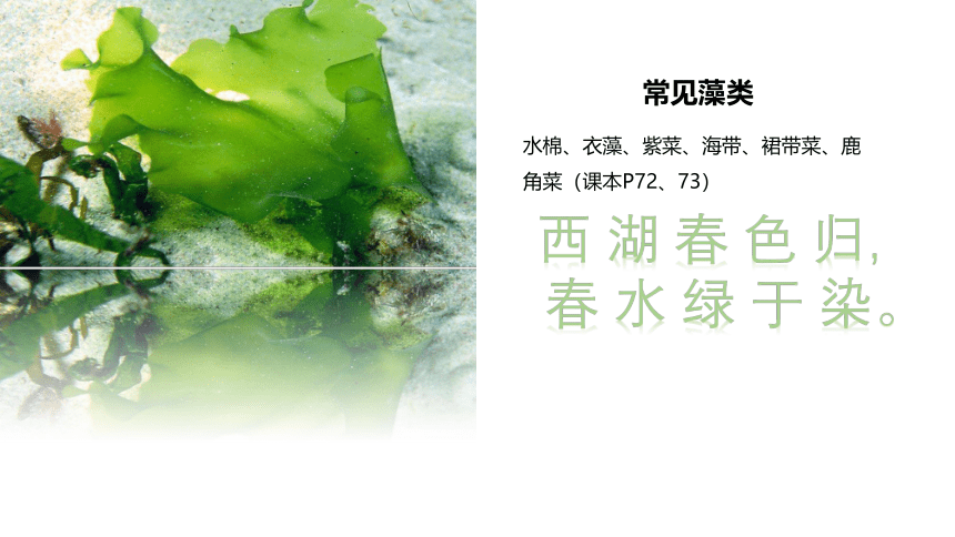 3.1.1藻类、苔藓和蕨类植物课件(共20张PPT)2022--2023学年人教版七年级上册