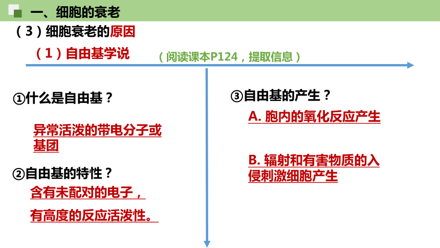 6.3 细胞的衰老和死亡（共19张ppt）高中生物人教版（2019）必修1