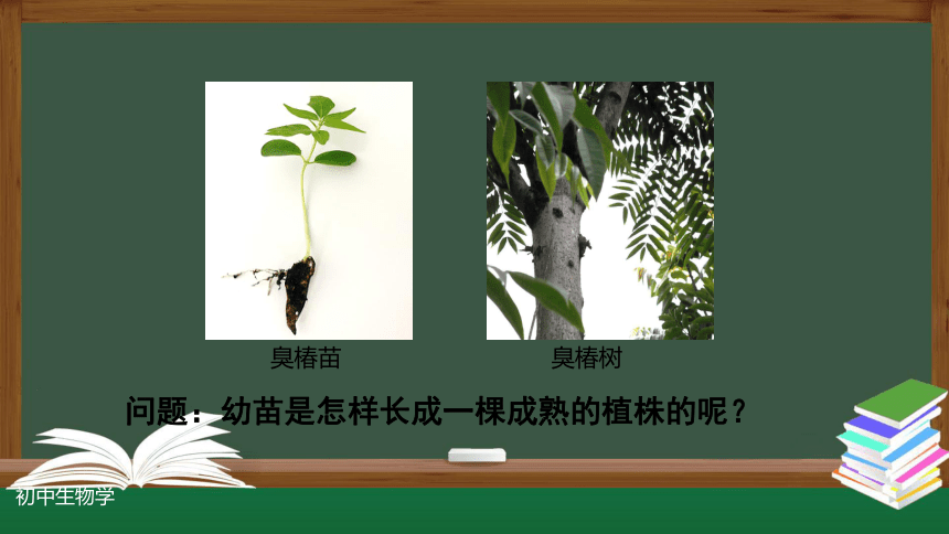 3.2.2 植株的生长-课件(共30张PPT)