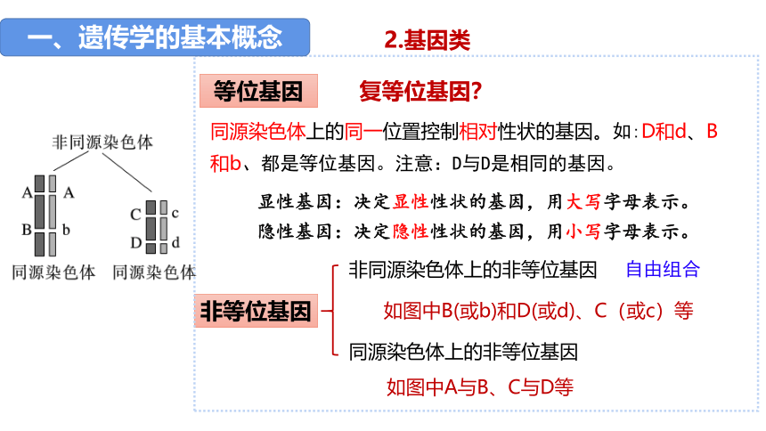 1.1孟德尔的豌豆杂交实验（一）课件-(共54张PPT)人教版（2019）必修2