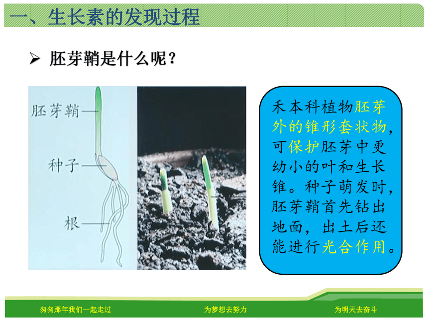 2021—2022学年高二上学期 生物人教版 必修3  3.1植物生长素的发现  课件（34张ppt）