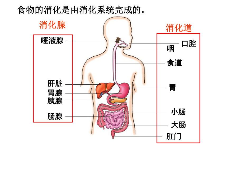 2021--2022学年冀少版七年级生物下册2.1.2食物的消化（一）食物在口腔中的消化课件(共20张PPT)