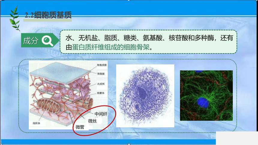 2020-2021学年苏教版（2019）高中生物： 必修1  2.2.2 结构与功能独特的细胞器 课件（35张ppt）