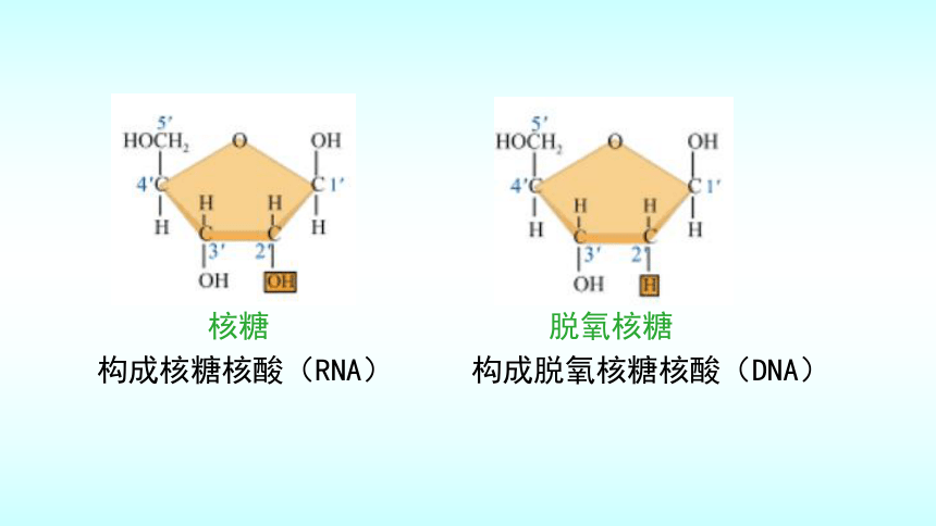 3.2糖类与脂质 授课课件（23张PPT）高中生物学北师大版（2019）必修一